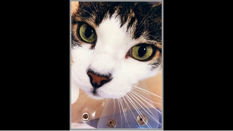 愛子さまが撮影された「みー」　宮内庁提供