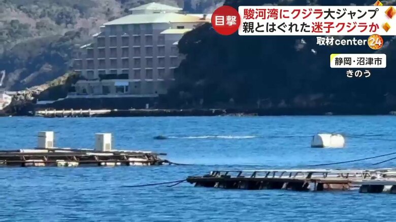 駿河湾に出現したクジラの姿（1）