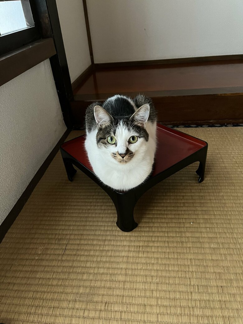 見上げる猫