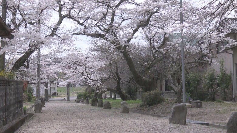 ソメイヨシノとシダレザクラが約20本