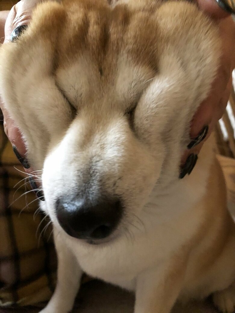 ぺちゃんこに