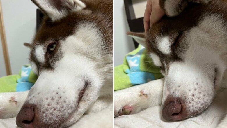 なでられてウトウト