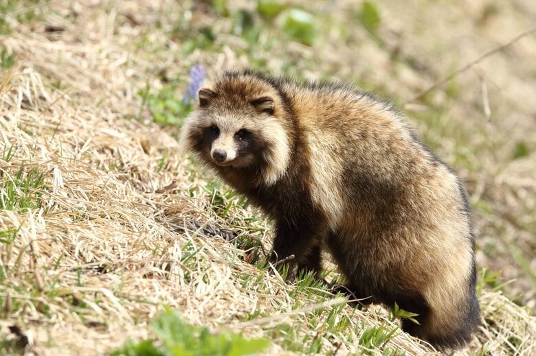 （画像はイメージ）