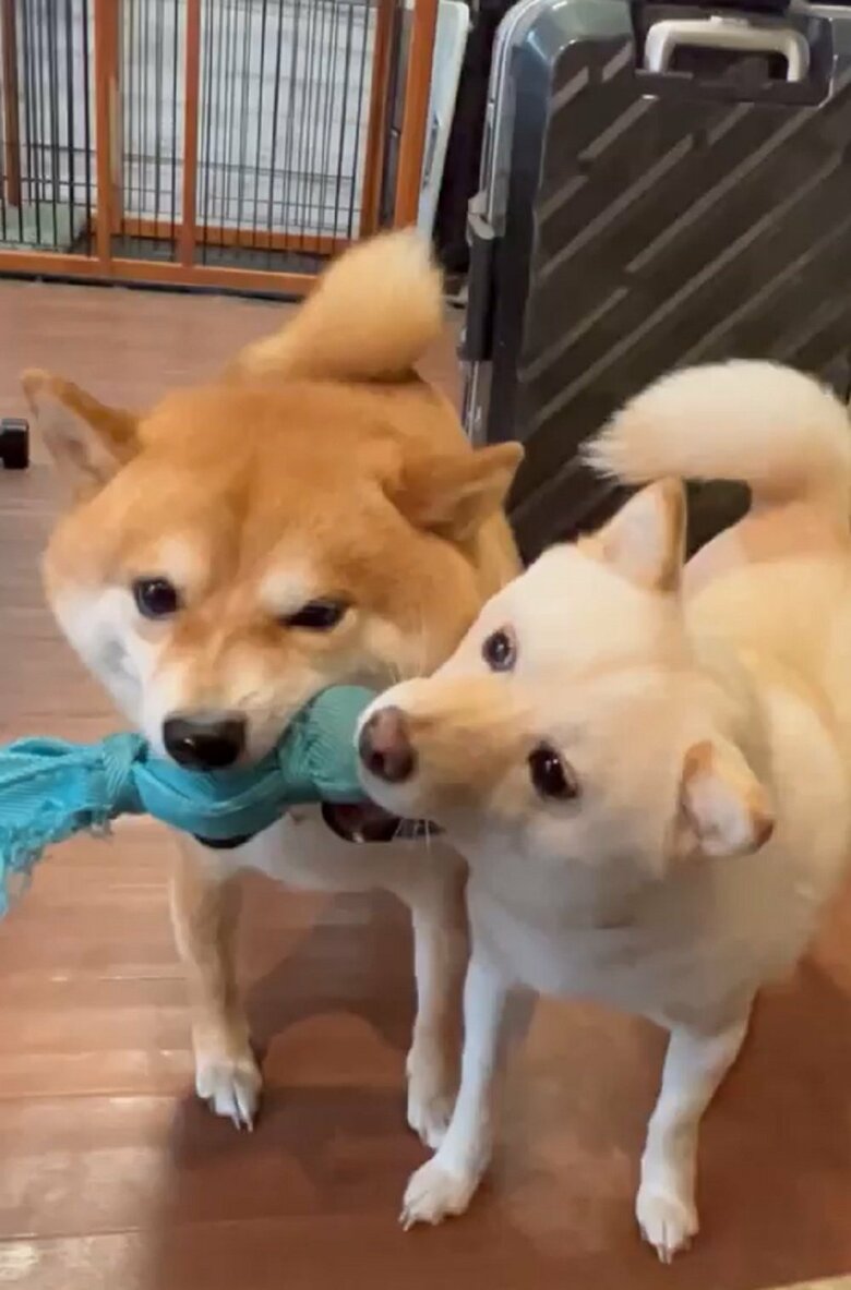 豆千代くんの欲しがる物が欲しいモチ代ちゃん