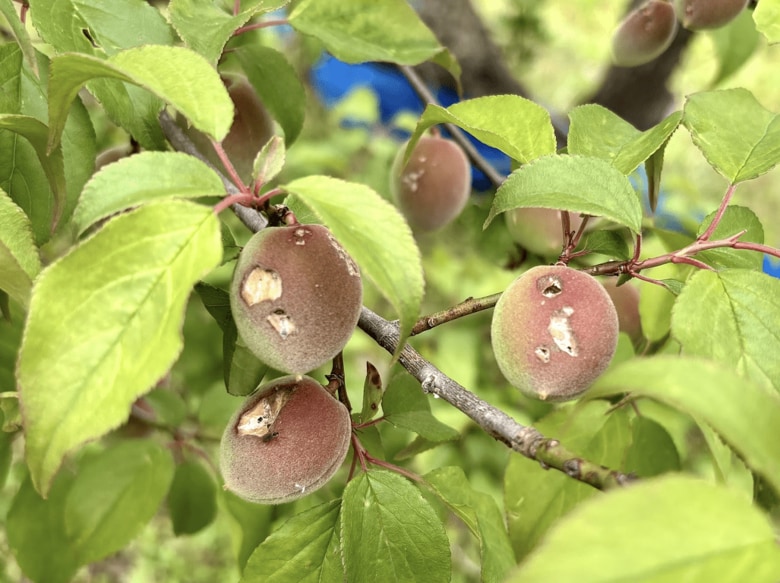 ひょうの被害を受けた梅