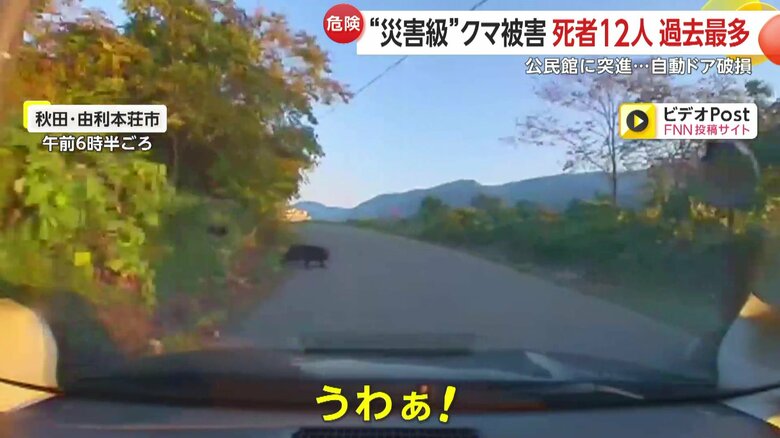 走行中の車の目に前に現れた親子とみられるクマの群れ①
