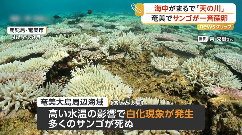 2024年の夏、多くのサンゴが死んでしまっていた奄美大島周辺