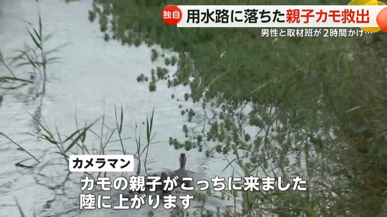 両岸からカモを追いかけ、下流へと誘導していった