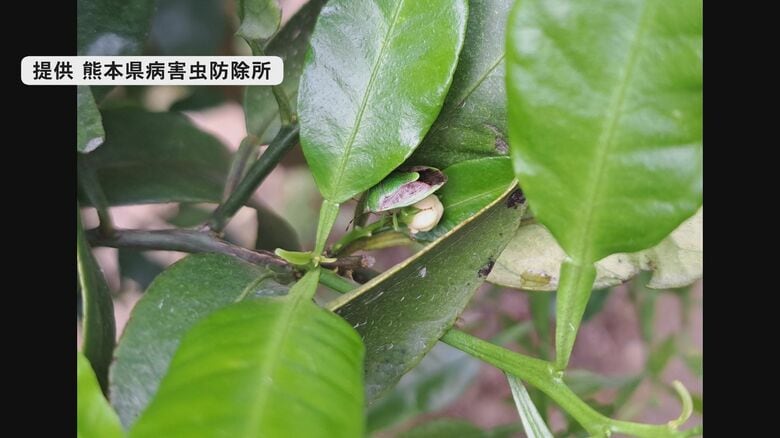 チャバネアオカメムシ(提供　熊本県病害虫防除所)