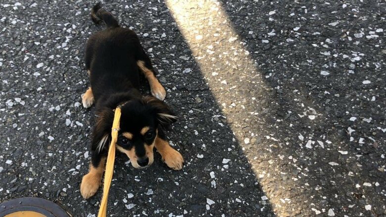 小さな頃は自販機の音に驚いたという