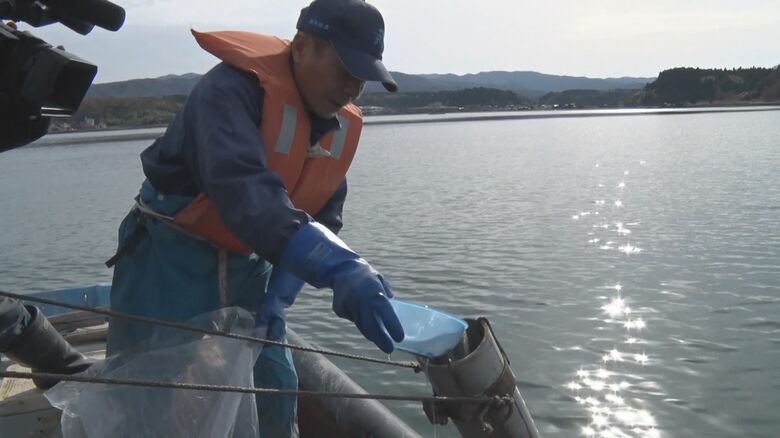 ナマコの種苗を放流