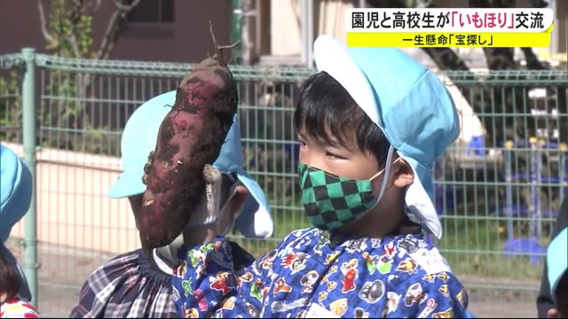一所懸命…宝探し 園児と高校生が芋掘り交流 秋田