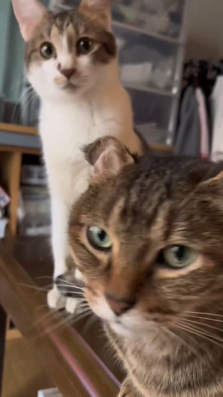 しぶけんさんの“ごはんの唄”が聞こえるとすぐざま反応