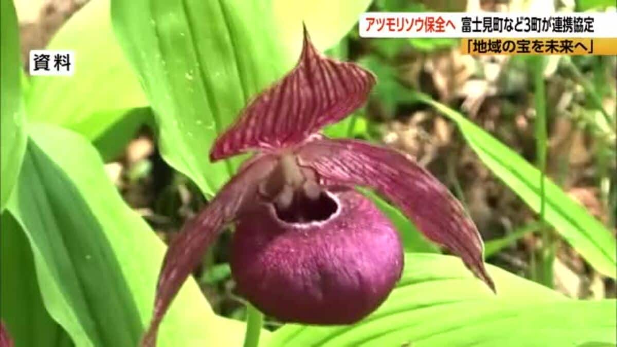 幻の花”アツモリソウ保全へ 長野県富士見町・岩手県住田町・北海道礼文