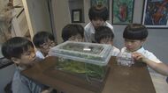 ピンク色のバッタ？しかも足の先までキレイ…備前市の小学生が見つけた珍しい色の昆虫に専門家は【岡山】