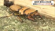 見て触って楽しむ！国内外のカブトムシ・クワガタが集合（島根・益田市）