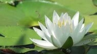 布瀬南公園でスイレンが見頃　白やピンクの花が水辺を彩る　15日の県内は前日までの暑さは少し和らぎそう