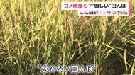 「水のない田んぼ」でコメ作り　ビール製造“副産物”を種に混ぜることで可能に…農家や地球に優しく