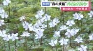 “森の妖精”とも…三重県熊野市で『バイカオウレン』が見ごろ 約1.5cmの白い花で例年より1週間程遅れて開花