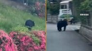 クマが団地付近に出没　石川・津幡町…クマが「バリッと」網戸破り、勝手口から侵入　女性が恐怖語る　岩手・釜石市