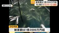 被害額は１億２０００万円超　木村知事が八代市のサーモン陸上養殖施設を視察【熊本】