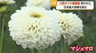 すでに約7割が見ごろ・日本最大規模「川西ダリヤ園」オープン　恋愛・お菓子の名前の品種も　山形・川西町