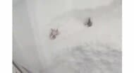 ほぼ雪に埋もれながら進む柴犬が楽しそう…どのくらい遊んでいたのか状況を聞いた