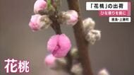 ひな祭りの食卓を彩る「花桃」出荷ピーク　淡いピンクの枝を1本1本丁寧に選別　桃の節句へ全国発送　徳島・上勝町