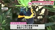 急増する外来種「キオビエダシャク」生け垣被害も　生態系への影響懸念「クリハラリス」の根絶目指す　大分