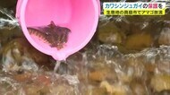 絶滅危惧種に指定されている希少な貝を保護せよ!生息地を守るためアマゴ放流【岡山・真庭市】