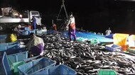 羅臼沖でサバが