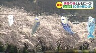 満開の桜とともに… 50匹の鯉のぼり