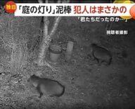「君たちだったんだ」庭のライト“窃盗犯”正体は“タヌキ”　見張り役と実行役で連携か　約1カ月で5個持ち逃げ　岐阜・恵那市