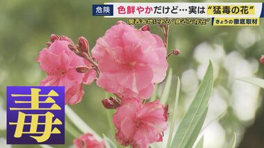 なぜ「青酸カリの30倍」の猛毒植物が街路樹に　花言葉は「危険な愛」キョウチクトウ　広…