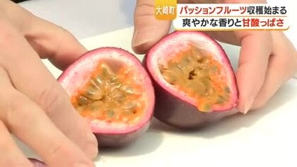 鹿児島は生産量日本一　 大崎町でパッションフルーツ収穫開始　2026年は甘さ良好で約45トン収穫見込み  