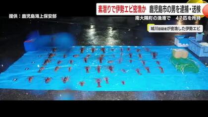 素潜りで伊勢エビ密漁か　鹿児島市の男を逮捕・送検　南大隅町の漁港で　47匹を所持