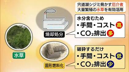 宍道湖特産シジミの天敵を「固形燃料」に！？大量繁茂で漁師困惑の「水草」を有効活用（島根）