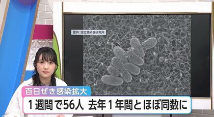 感染拡大で1週間に前年１年間とほぼ同数に　「百日ぜき」乳幼児は重症化の恐れも　小児科医は「1人かかると、10から15人ぐらいかかる可能性」と警鐘　大人が「知らないうちに」感染を広げる可能性も