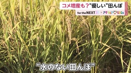 「水のない田んぼ」でコメ作り　ビール製造“副産物”を種に混ぜることで可能に…農家や地球に優しく