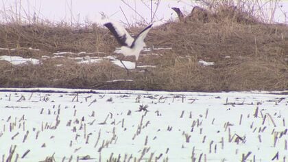 【メガソーラー問題に苦渋の決断】日本エコロジーから鶴居村が10.6ヘクタールの土地購入へ―土地代400万円だが支払額は補償含め約8000万円に　専門家「開発の規制強化を」〈北海道〉