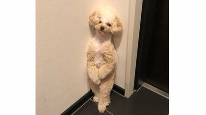 「散歩行きませんか」“紳士的な立ち姿”で誘うプードルがかわいい…この後行ったの?飼い主に聞いた