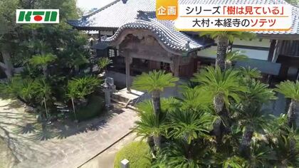  大村藩の富と権力を物語る　子孫繁栄・不老長寿の象徴　本経寺のソテツ