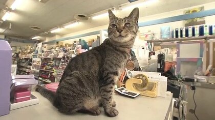 SNSで人気の2匹の猫「シマ子」と「シポ子」　老舗文具店の看板猫「店長」と「インターン」　“癒される”と多くのファンが　まさに“招き猫”「いなくなったら店が傾いちゃう」