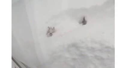 ほぼ雪に埋もれながら進む柴犬が楽しそう…どのくらい遊んでいたのか状況を聞いた