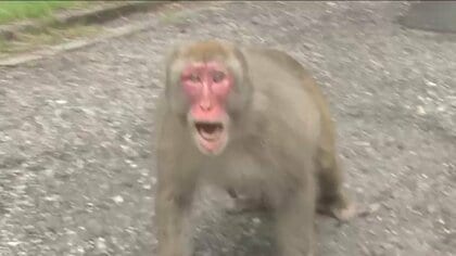 相次ぐサル出没で「ニホンザル追い払い隊」結成　住民ら63人が隊員　サルの習性や追い払い技術学び　長野・安曇野市