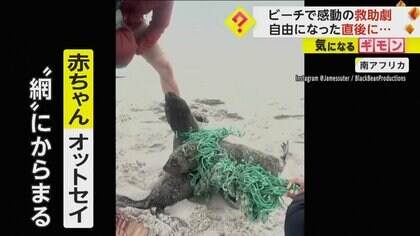 網に絡まった2匹の赤ちゃんオットセイの“救出劇”　救助された1匹がもう1匹を待ち一緒に海へ　