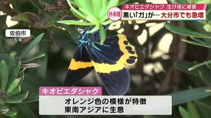 急増する外来種「キオビエダシャク」生け垣被害も　生態系への影響懸念「クリハラリス」の根絶目指す　大分
