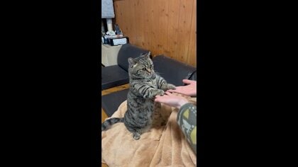 「せっせっせ」手遊びに付き合う猫の表情が面倒くさそう…なぜやる気なし? 飼い主に聞いた