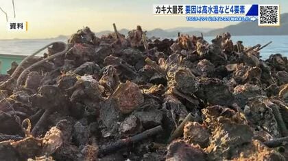 カキ大量死　要因は…高水温、高塩分、貧酸素、少雨よる餌不足の４要素　有識者会議が分析