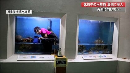 飼育員を展示…ではなく人気の“海のギャング”を増やし迫力ある水槽に！ 桂浜水族館がコロナ後を見据え新たな挑戦
